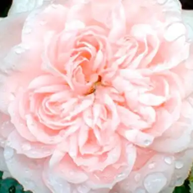 Trandafiri online - Roz - trandafiri miniatur - pitici - fără parfum -  - Gordon Kirkham  - ,-